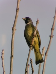 Spizixos semitorques