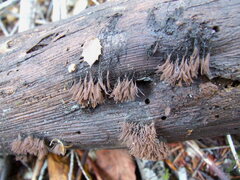 Stemonitis