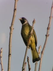 Spizixos semitorques