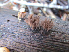 Stemonitis
