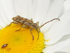 Pempsamacra dispersa