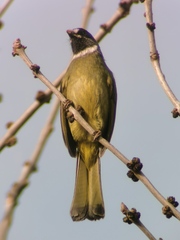 Spizixos semitorques