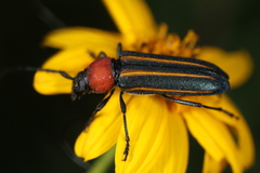 Mannophorus laetus