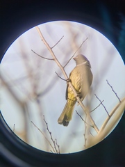 Spizixos semitorques