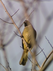 Spizixos semitorques