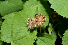 Pseudabutilon umbellatum
