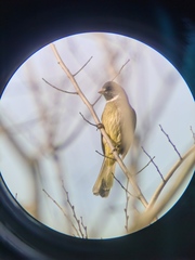 Spizixos semitorques