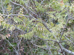 Juglans microcarpa