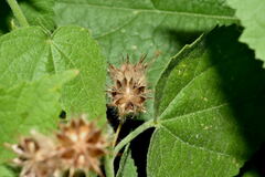 Pseudabutilon umbellatum