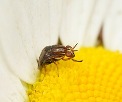 Steganopsis melanogaster