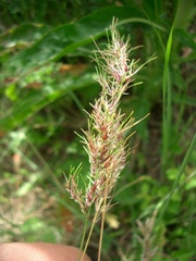 Poa bulbosa vivipara