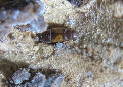 Carpophilus hemipterus