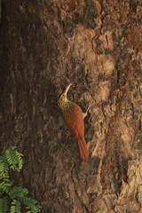 Xiphorhynchus flavigaster