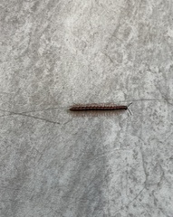 Helicorthomorpha holstii