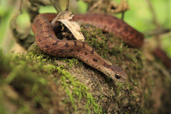 Storeria storerioides