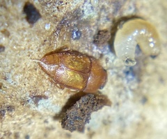 Epuraea