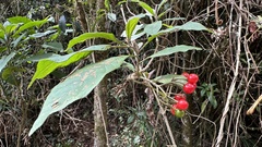 Solanum giganteum