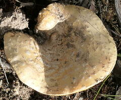 Amanita ochrophylla