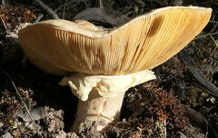 Amanita ochrophylla
