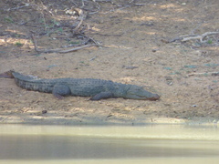 Crocodylus palustris