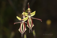Caladenia roei
