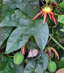 Passiflora cinnabarina