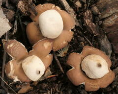 Geastrum