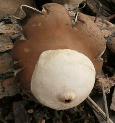 Geastrum