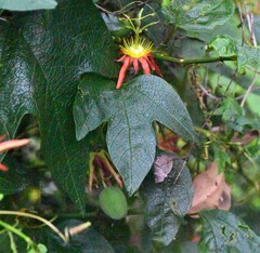 Passiflora cinnabarina