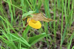Cypripedium parviflorum pubescens