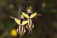 Caladenia roei