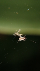 Uloboridae