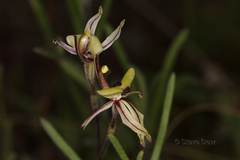 Caladenia roei