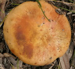 Phylloporus clelandii