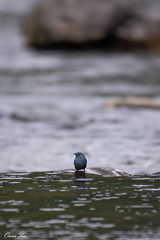 Phoenicurus fuliginosus