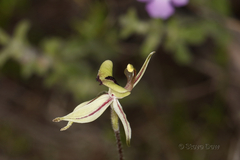 Caladenia roei
