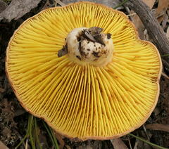 Phylloporus clelandii