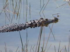 Crocodylus moreletii