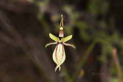 Caladenia roei