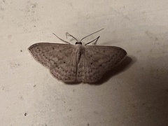 Scopula optivata