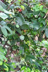 Passiflora cinnabarina