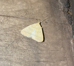 Zanclognatha jacchusalis