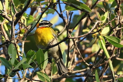 Spindalis portoricensis