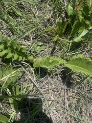 Berkheya radula
