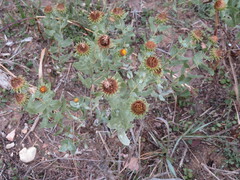 Grindelia nuda