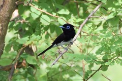 Terpsiphone atrocaudata