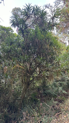 Dracaena afromontana image