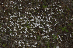 Stylidium emarginatum