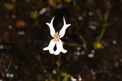 Stylidium emarginatum