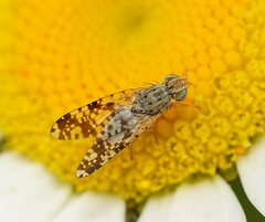 Austrotephritis poenia